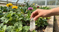 I Put One Crystal in My Garden Because My Mother-in-Law Told Me To. I Didn’t Expect This