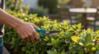 5 Privacy Shrubs That Don’t Become Fire Hazards In Summer – Say Goodbye To Crispy Hedges And Hello To Lush Alternatives