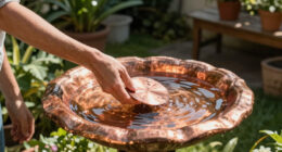 A Heatwave Can Spoil Bird Bath Water Fast – This Simple Copper Trick Keeps It Fresher For Longer