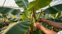 Bananas Sprout In Rayleigh Garden UK After 15 Years