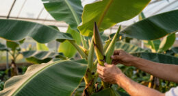 Bananas Sprout In Rayleigh Garden UK After 15 Years