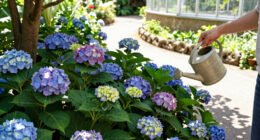 Hotter Summers Are Killing Traditional Hydrangeas – These 6 Gorgeous Alternatives Flourish In The Heat