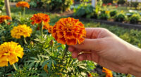 Marigolds Were Already The Ultimate Summer Flower – But It Turns Out They Have A Surprising Superpower