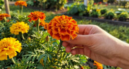 Marigolds Were Already The Ultimate Summer Flower – But It Turns Out They Have A Surprising Superpower