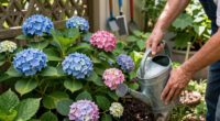 What Hydrangeas Need In July – 6 Vital Tasks For Vibrant, Fade-Free Blooms