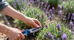 What to Do with Your Lavender in July Heatwaves to Extend the Blooming Season for As Long as Possible