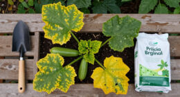 Why Your Zucchini Is Only Growing Duds – and the Simple Fix That Gets Fruits Forming Fast