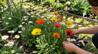 You’ll Regret Planting These 5 Flowers – They Self-Seed Everywhere And Never Truly Leave