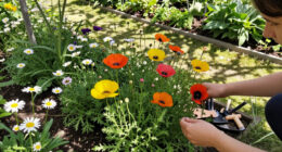 You’ll Regret Planting These 5 Flowers – They Self-Seed Everywhere And Never Truly Leave