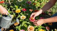 Zinnias: the Sun-Loving Blooms You Can Still Grow in a Heatwave