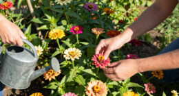 Zinnias: the Sun-Loving Blooms You Can Still Grow in a Heatwave