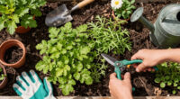 5 Overgrown Perennials To Divide In August For Free Plants Next Year And A Tidy Garden This Fall