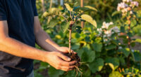 5 Self-Pollinating Fruit Trees To Plant This Fall – You Only Need One Tree To Grow A Huge Crop Of Delicious Fruit