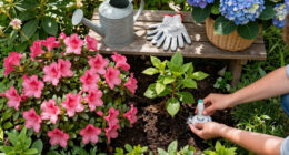 Azaleas And Rhododendrons Need This One Thing In Late Summer For Maximum Blooms Next Year