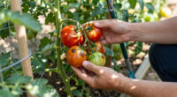Can You Save Tomatoes With Blossom End Rot? What To Pick, Toss, And Leave On The Vine
