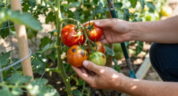 Can You Save Tomatoes With Blossom End Rot? What To Pick, Toss, And Leave On The Vine
