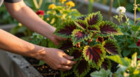 Every Garden Needs One Plant That Makes A Border Look Expensive – These 6 Add Wow Factor With Almost No Effort