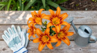 How To Get A Second Flush Of Flowers From Your Daylilies – Plus, This Easy Trick Keeps Plants Looking Fresh