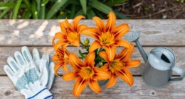 How To Get A Second Flush Of Flowers From Your Daylilies – Plus, This Easy Trick Keeps Plants Looking Fresh