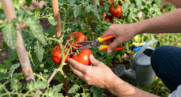 How To Prune Tomatoes For Healthier Plants & Bigger Harvests – What Experts Want You To Know Before You Pick Up The Pruners