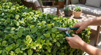 Move Over Boxwood! Kevin Bacon's Drought-Tolerant Privacy Scheme Is A Smarter Way To Screen Your Yard