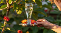 This $20 Garden Item Will Help Hummingbirds Survive The Great Migration