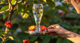 This $20 Garden Item Will Help Hummingbirds Survive The Great Migration