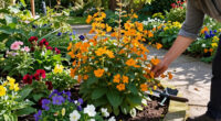 This Colorful Perennial Is Quietly Replacing Mums – It Blooms For Weeks Into Fall And Pollinators Love It