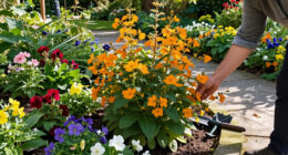 This Colorful Perennial Is Quietly Replacing Mums – It Blooms For Weeks Into Fall And Pollinators Love It