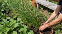 This Striking Prairie Native Is Quietly Replacing Mediterranean Plants – It's Hardier And Wildlife-Friendly