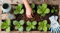 4 Tasks To Do In September To Prevent Pests Next Spring – And 1 Common Mistake To Avoid