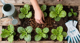 4 Tasks To Do In September To Prevent Pests Next Spring – And 1 Common Mistake To Avoid