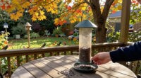 What Backyard Birds Need In September – 6 Easy Ways To Help Them Through Fall