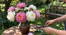 What To Do With Peonies In September – 5 Easy Tasks That Will Ensure Beautiful, Blousy Blooms Next Year