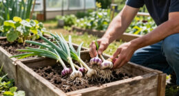 15 Best Garlic Varieties for Home Gardens in 2027