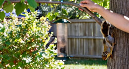 15 Best Squirrel-Proof Bird Feeders for 2027
