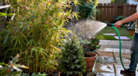 5 Best Privacy Plants for Gardens in 2027