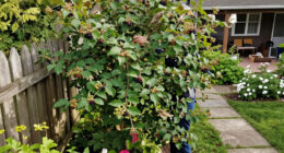 6 Compact Trees That Will Attract Birds To Your Garden