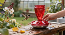 7 Ways To Help Hummingbirds In October – The Best Thing Isn’t Putting Out More Food