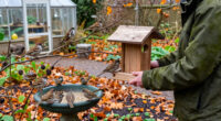Birds Need Your Help This Fall – An Expert Shares 5 Things To Do In October To Support Backyard Birdlife