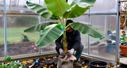 How To Overwinter Banana Plants