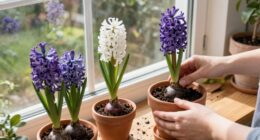How To Plant Indoor Hyacinths For Uplifting Color And Fragrance In Your Home During The Winter