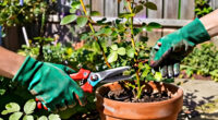 I’ve Used These Fiskars Pruners For 5 Years – They’re The Only Pair I Trust With My Precious Hydrangeas