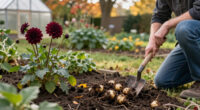 Should You Dig Up Your Dahlia Tubers This Fall? It Depends On Where You Live