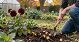 Should You Dig Up Your Dahlia Tubers This Fall? It Depends On Where You Live