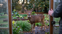 The 9 Ways That Mature Bucks Are Different Than Other Deer