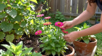 The Zinnia Dupe That Comes Back Every Year – It’s Beautiful And Birds Adore It!