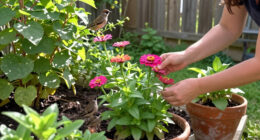 The Zinnia Dupe That Comes Back Every Year – It’s Beautiful And Birds Adore It!