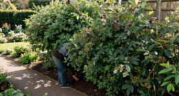 This Is The Best Type Of Hedging To Feed Wildlife, Create Shade And Reduce Pollution In Your Garden – And Experts Say It Thrives In UK Soils