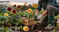 What Dahlias Need In October: 6 Easy Tasks For Plenty More Blooms And Winter-Ready Tubers